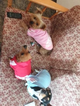 Adidog-ropa de invierno para mascotas, sudaderas pequeñas y de perro de talla mediana, ropa para cachorros, sudadera para perros, Chihuahua, novedad de 2020