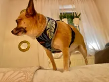 Arnés para perro o gato de nailon, arnés para perro o gato impreso, arneses para perros pequeños, chaleco para caminar para mascotas, correa para gatos, Bulldog Francés, Chihuahua, Yorkshire