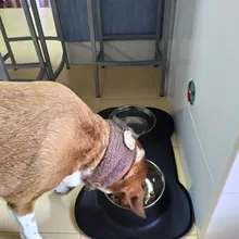 Cuenco antideslizante doble para perro con alfombrilla de silicona, cuencos de Alimentación de Mascotas duraderos de acero inoxidable Alimentador de agua para perros y gatos