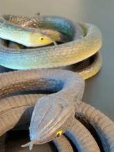 Juguete de goma blanda 80cm serpiente, Safari accesorios para jardín broma regalo novedad y Gag jugando bromas Juguetes