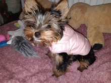 Clothing Jacket Puppy-Coat Dogs Pet-Chihuahua Winter Yorkshire Small Medium Pug for Schnauzer