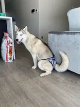 Pantalones cortos para perros para mujer, bragas para menstruación, bragas fisiológicas para mascotas, pañal sanitario lavable