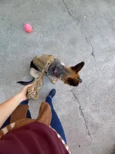 Chaleco táctico para perro, ropa de perro militar transpirable, arnés K9, tamaño ajustable, entrenamiento, caza, Molle, arnés táctico para perro