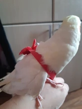 Pet-Leash-Kits Cockatiel Training-Rope Budgerigar Bird Parrot Ultralight Anti-Bite Flying