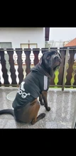 Perro ropa para mascotas Casual con capucha abrigo otoño perros grandes abrigo chaqueta ropa Labrador traje de impresión en Color de gran tamaño