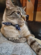 Gato Collar con lazo pajarita Collar de gato para gatos y perros pequeños accesorios gato-Collar gatos y mascotas productos Chihuahua corbata de moño Collar