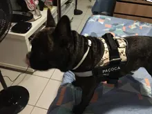 Arnés de perro sin tirones, arnés de mascota ajustable transpirable reflectante para chaleco de perro, Parche de identificación personalizado para exteriores, suministros para perros que caminan