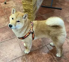 Arnés tipo chaleco para perro, correa de malla respirable para mascota, ajustable, para caminar por la noche, para perros pequeños, medianos y grandes