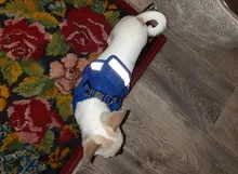 Dog Cat Harness Reflective Vest Pet Chest Strap Mesh Breathable Dog Harness And Walking