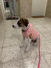 Clothing Jacket Puppy-Coat Dogs Pet-Chihuahua Winter Yorkshire Small Medium Pug for Schnauzer