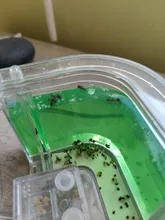 Tubo de prueba de insectos acrílico, para granja de hormigas, gran espacio, casa de campo, taller ecológico, 6 colores