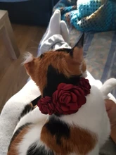 Collar Necklace Puppy-Accessory Roses Flower-Design Pet-Dog Princess Cat 2-Sizes 4-Colours