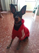 Adidog-ropa de invierno para mascotas, sudaderas pequeñas y de perro de talla mediana, ropa para cachorros, sudadera para perros, Chihuahua, novedad de 2020