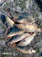 Uds portátil cebos de pesca Clip liviano Señuelos de Pesca profesional gusano gusanos Clip accesorio de aparejos de pesca