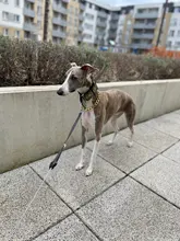 FATHIN de plástico de oro perro de Collar de cadena joyas de mascotas apoyos de la foto de perro accesorios 37CM para pequeños perros grandes