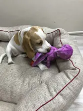 Dog-Squeaky-Toy Octopus Sounding-Paper Dogs French-Bulldog Interactive Plush Large Small