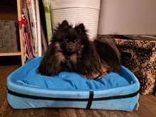 Plush-Cushion Puppy-Mat Pet-Bed Kennel Dogs Small Large Cute Cat Round Tyteps Warm