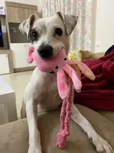 De calamar juguete de perro de mascota de peluche de juguete de masticar cachorro prensa sonido de chirrido juguetes para perros varios juguetes