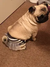 Pantalones fisiológicos sanitarios para mascotas, pañal lavable para perros, bragas, ropa interior para menstruación