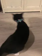 Pajarita elástica de seguridad con cascabel para perros y gatos pequeños, Collar seguro con patrón de baya, productos para mascotas, Collar para perros, suministros para mascotas