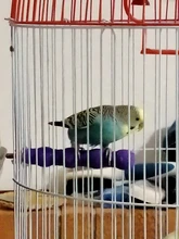 Mascota loro madera cruda Juguetes Para loros y mascotas jaula de pájaros perchas soporte plataforma pata molienda mordeduras Juguetes Para loro accesorios para mascotas