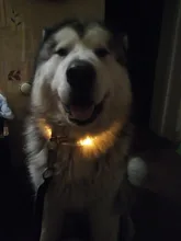 Collar para perro recargable por USB, emisor de luz, TPU, puede cortar la luz de seguridad para perros pequeños y medianos