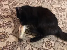 8 Styles Fun Catnip Toys For Cats Simulation Fish Plush Cat Pet Toys Cats Products For