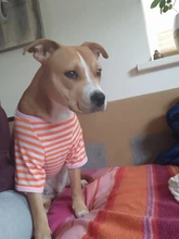 T-Shirt Vest Dogs Thin Striped Pet Small Soft for And Medium Dog-Cloth Round-Neck