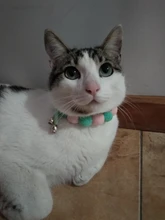 Bola de peluche de Collar para perros y gatos Collar dulce bufanda para perro lindo gatito accesorios Rosa correa para el cuello perrito con perla perro Pug Chihuahua