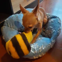 1pc Pet Dog Toys Squeak Plush Toys for Dogs Slipper Shape Dog Chew Toy Soft Plush Puppy