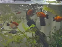 Spirulina Food Tropical Fish Nutrition For Aquarium Fish Tank Color Enhanced Food