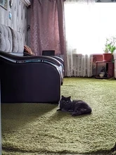 Conectores de tapa chapados en oro, 2 uds., 2W, 6GHz, 50 ohm, SMA, macho, Coaxial, carga ficticia de terminación