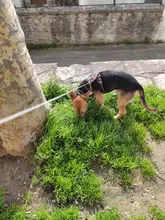 Pet-Harness Light-Safety Outdoor-Product Truelove Small Strong-Dog And Waterproof TLH6282