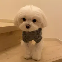 Sweater Puppy-Dog French Bulldog PETCIRCLE Teddy Chihuahau Winter Autumn Starfish Nordic