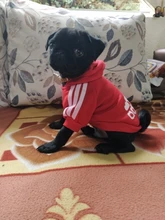 Sweatshirt Hooded Adidog Four-Seasons Pet-Jacket Small Cotton Warm And Medium-Sized Hot-Sale