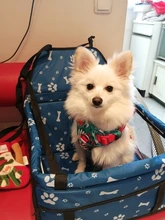 Portador de Mascota para coche, bolsa de viaje para asiento de perro y gato, impermeable, plegable, bolso para cachorro, alfombrilla, cubierta, canasta de Seguridad, 1 Uds.