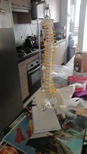 Modelo anatómico para enseñanza médica columna Vertebral humana Flexible, curva Lumbar, columna Vertebral, 45cm, novedad de 2019