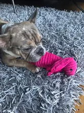 De pana de pana juguetes para perros pequeños perros grandes de forma de Animal felpa mascota cachorro chillón masticar juguete mordedor resistente accesorios de mascotas suministros