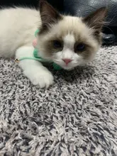 Bola de peluche de Collar para perros y gatos Collar dulce bufanda para perro lindo gatito accesorios Rosa correa para el cuello perrito con perla perro Pug Chihuahua