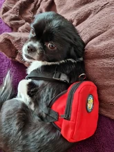 Mochila de nailon de colores para Gato, mochila multifunción con arnés y correa para perros pequeños