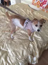 Arnés pequeño y mediano para perro, correa reflectante transpirable para el pecho, a cuadros, ropa para mascota Bichón, suministros de cadena para perro, chaleco estampado