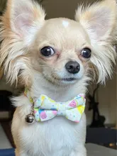 Pajarita elástica de seguridad con cascabel para perros y gatos pequeños, Collar seguro con patrón de baya, productos para mascotas, Collar para perros, suministros para mascotas