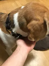 Pet-Id-Tags Collar Free-Engraved Customized Genuine-Leather Puppy-Nameplate Dog Adjustable