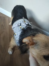 Arnés de perro transpirable Chaleco de malla ajustable arnés de perro y conjunto de correa para perros pequeños cuello reflectante para mascotas suministros para mascotas