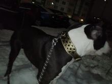 Dog-Collar Studded Spikes Pitbull Large Dog High-Quality Mastiff Big with Black Sharp