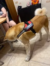 Arnés de perro sin tirones, arnés de mascota ajustable transpirable reflectante para chaleco de perro, Parche de identificación personalizado para exteriores, suministros para perros que caminan