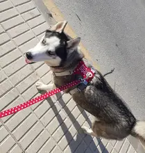 Arnés para perros reflectante ajustable, chaleco de pecho para perros pequeños, medianos y grandes, arnés protector de adiestramiento al aire libre para perros