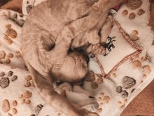 Bonita funda de cama para mascota cálida, pequeña, mediana y grande, pata de toalla, estampado artesanal, gato, vellón para perros, manta suave, suministros de invierno para animales