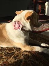 Collar de perro personalizado de Nylon etiqueta para la mascota perro Collar grabado cachorro gato ID Placa de etiqueta collares para perros pequeños medianos grandes