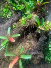 Landscaping-Decoration Moss Rattan-Decor Tree-Vine Aquarium Aquatic-Plants Fish-Tank